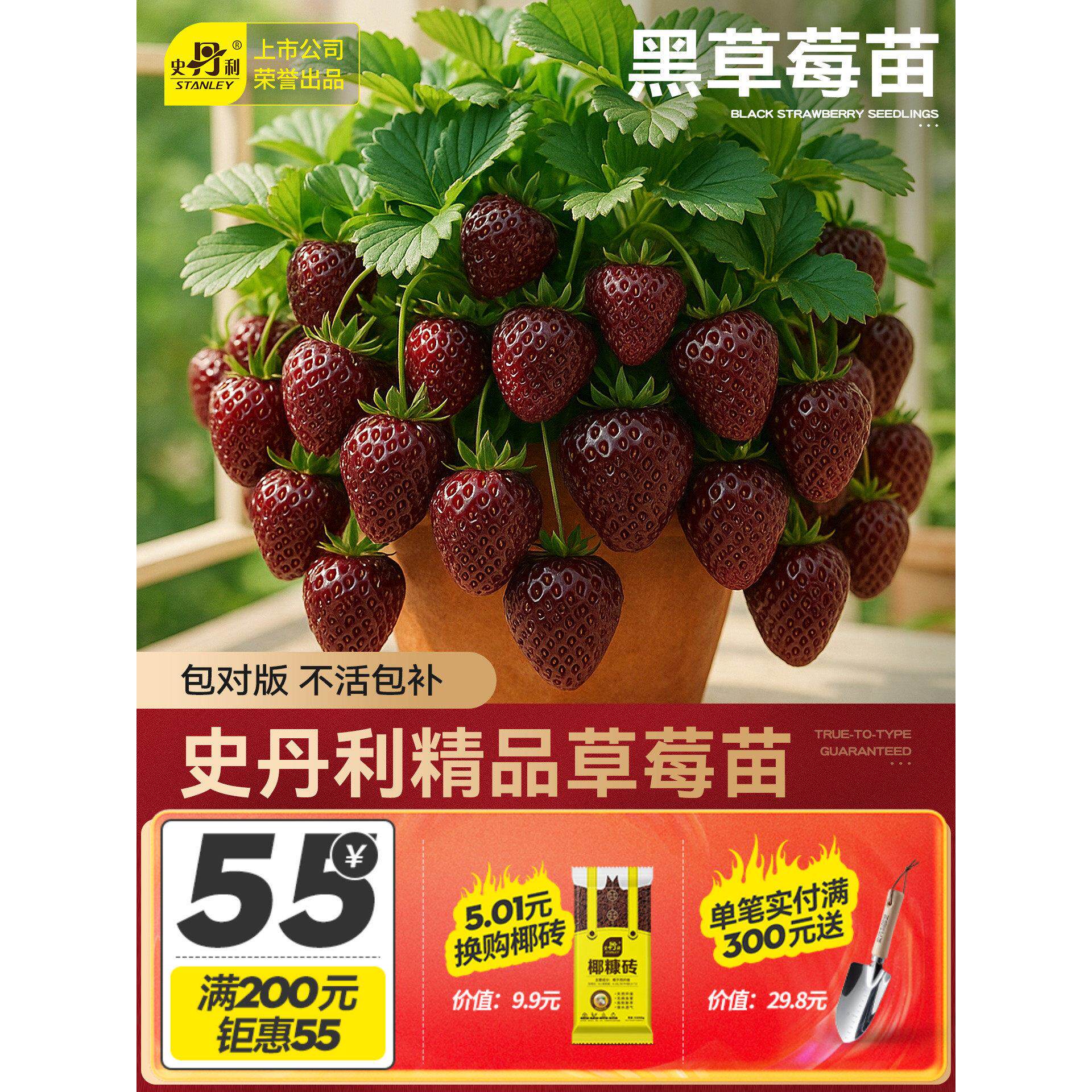 史丹利黑草莓苗真红美铃珍