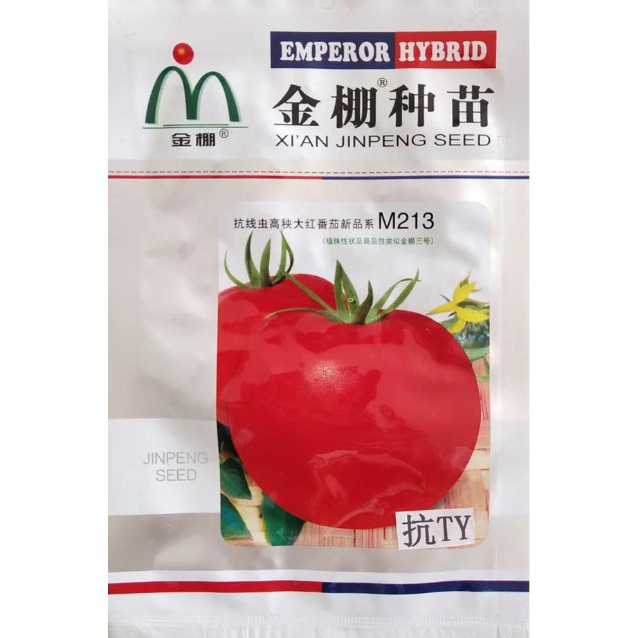 种苗M213番茄子大红抗TY田