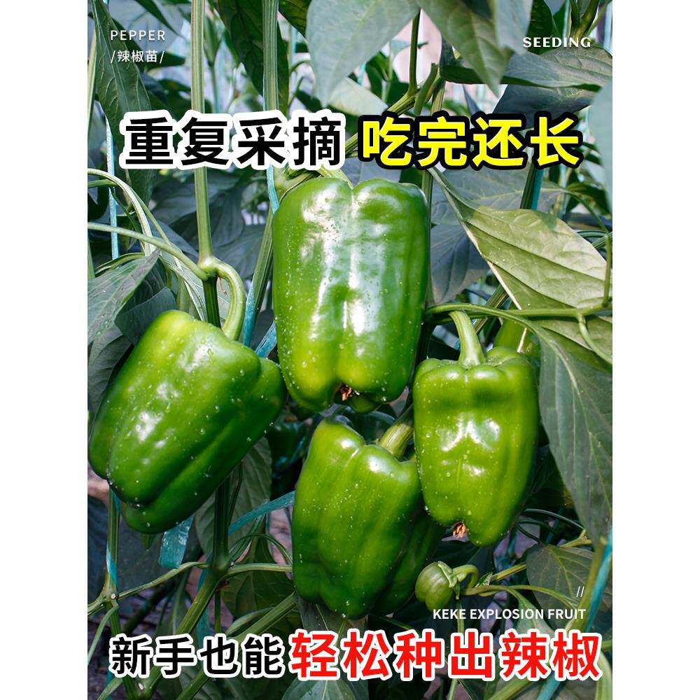 寿光青椒种子苗秧五彩甜辣