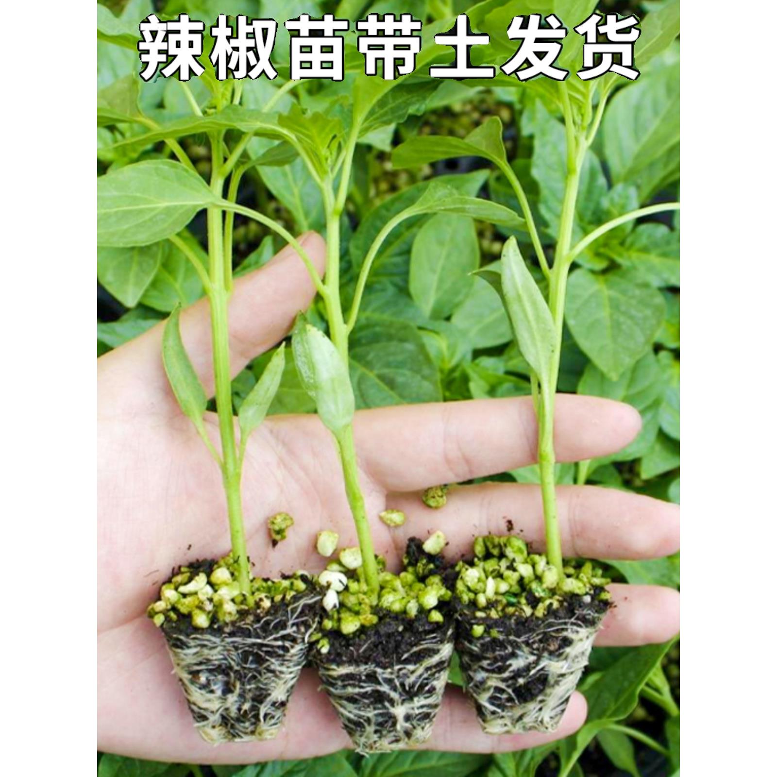 樟树港辣椒小米螺丝苗种籽图片