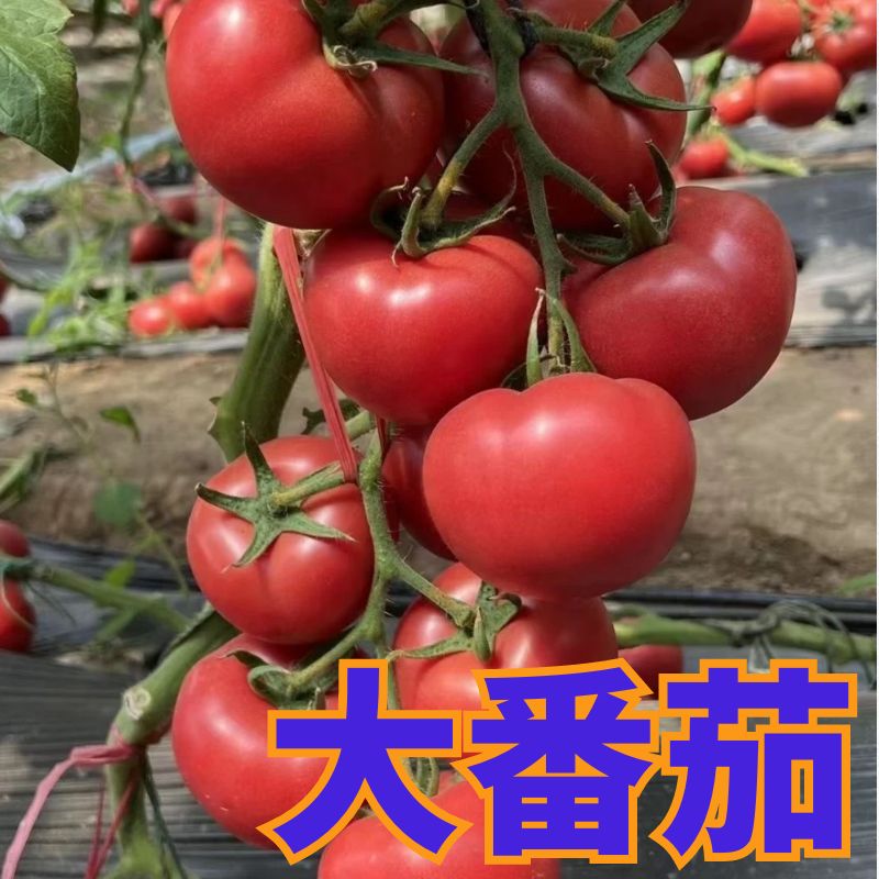 普罗旺斯大番茄苗子高产番茄幼苗