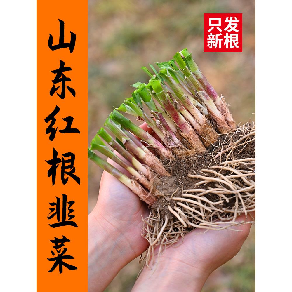 韭菜根苗新鲜当季现挖发种