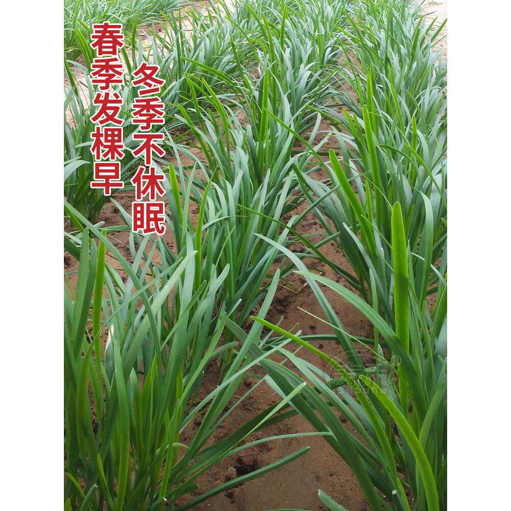 雪韭韭菜种子种籽子苗宽叶四季盆栽根蔬菜籽种孑儿菜籽小叶根苗