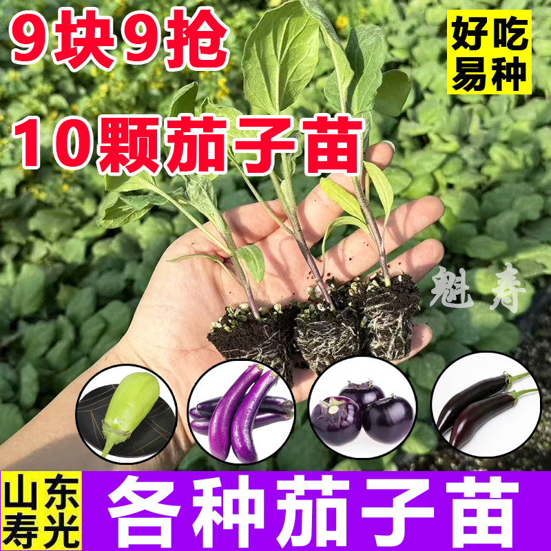 四季茄子苗秧紫把长绿冠青