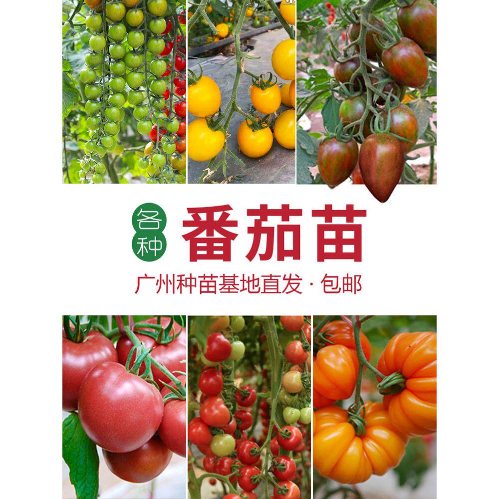 小番茄苗西红柿千禧圣女果