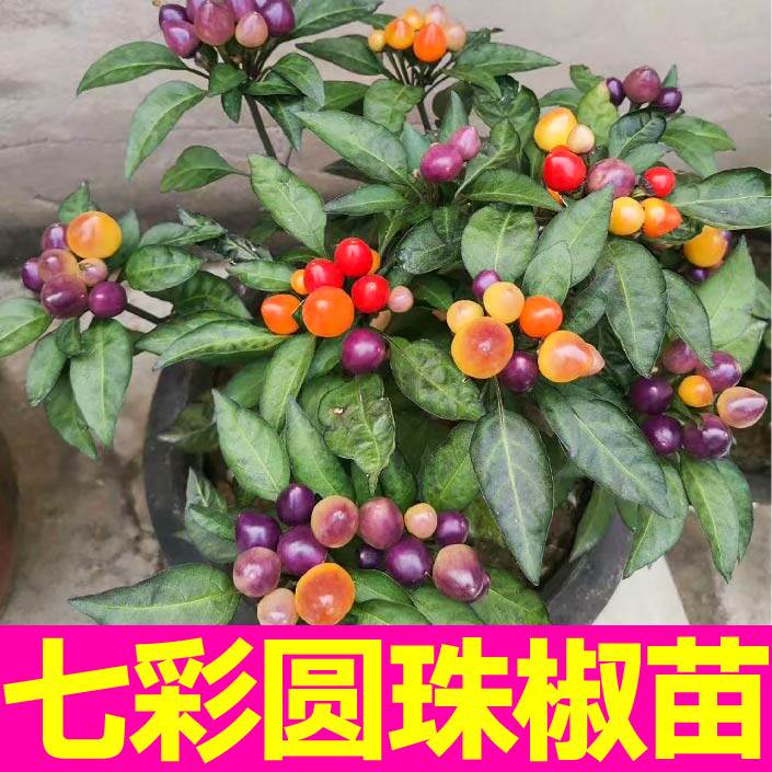 寿光观赏食用七彩圆珠椒苗