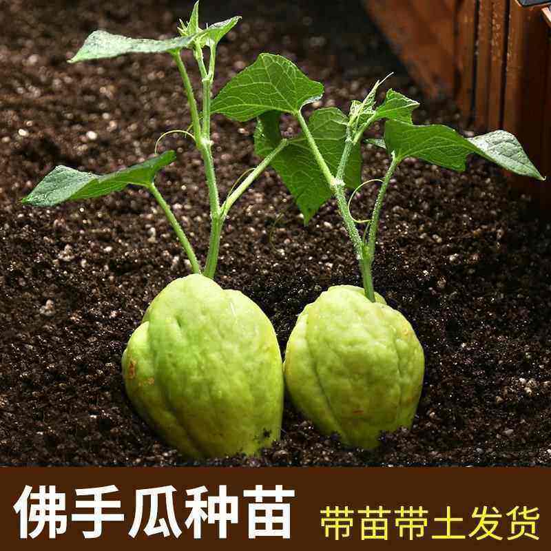 老品种佛手瓜苗带土秧芽爪