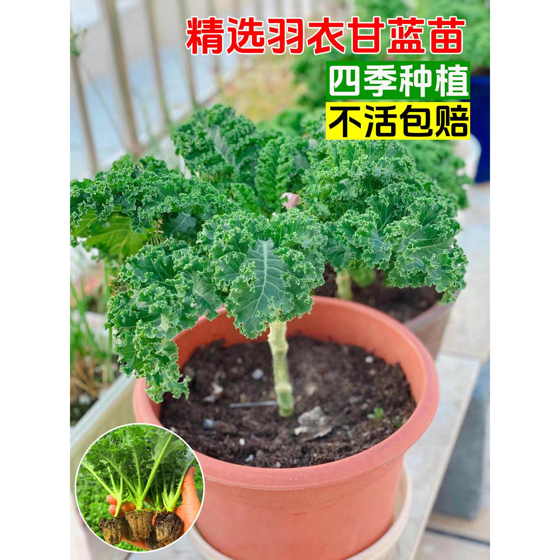 羽衣甘蓝苗秧牛心抱子紫种
