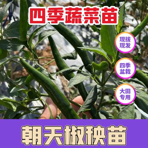 高产朝天椒秧苗巨辣辣椒苗