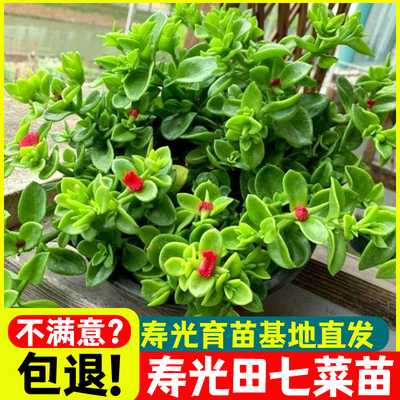 田七苗养生大叶三种子特色