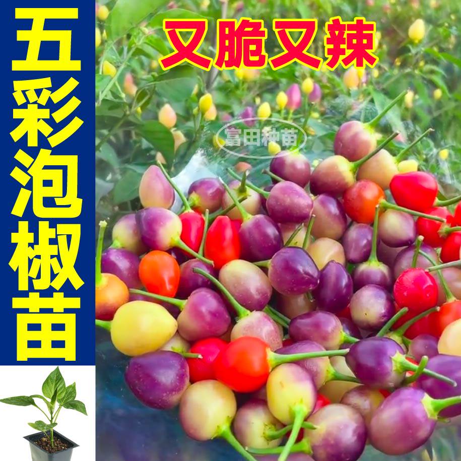 又脆辣五彩泡椒苗秧多六小