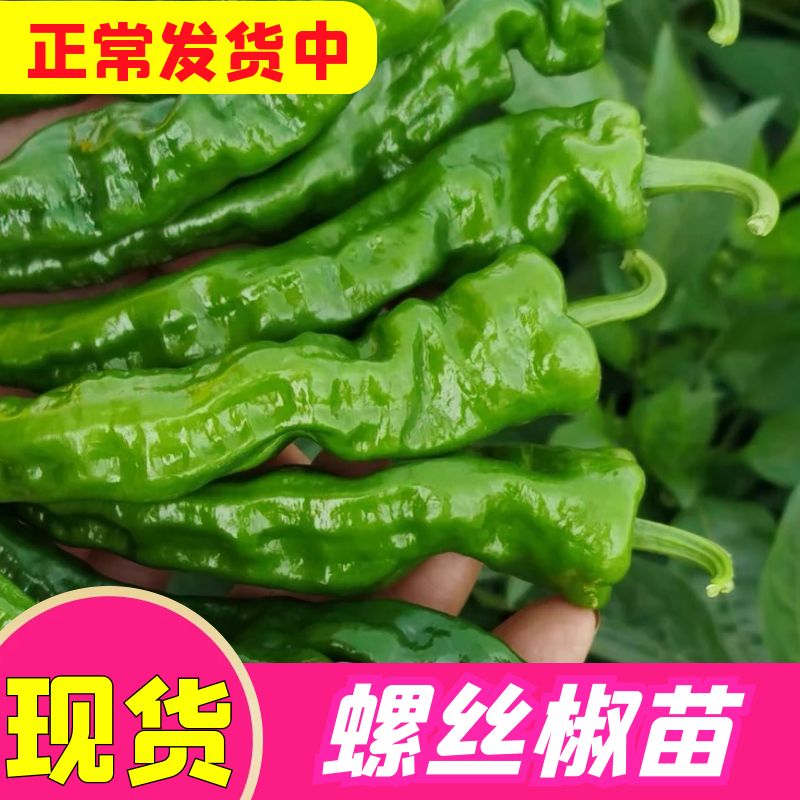 高产螺丝椒苗正宗高产苗螺丝椒苗图片