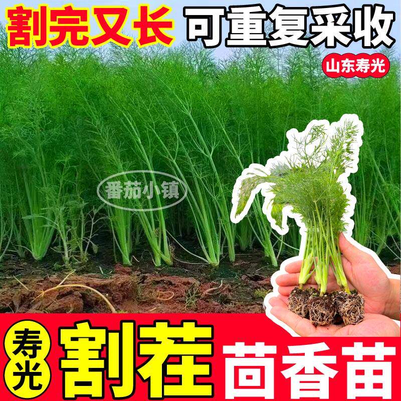 寿光高产割茬茴香苗秧结球