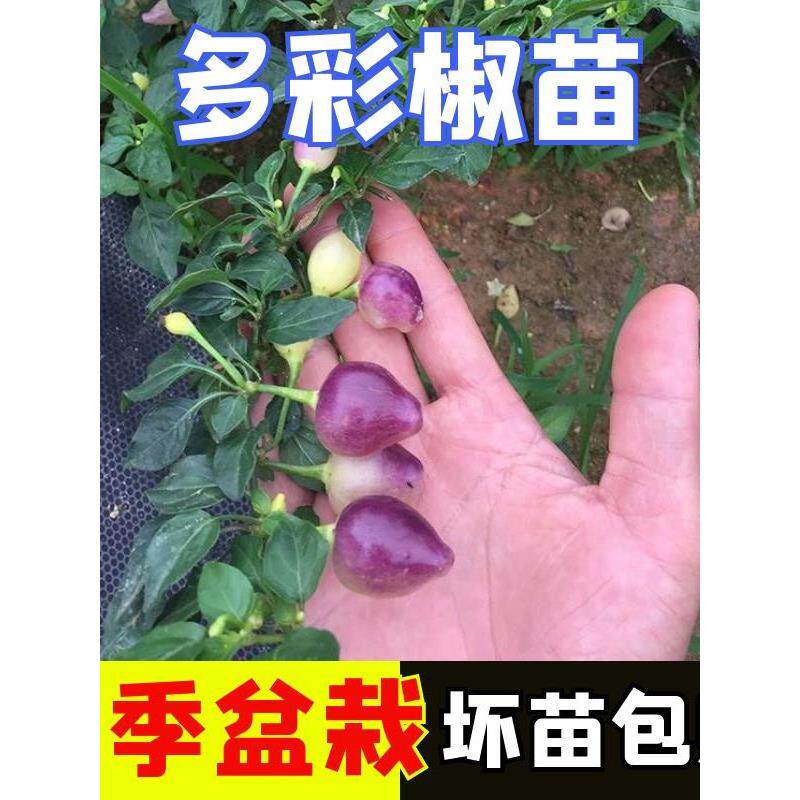 七彩椒盆栽树苗可食用小辣