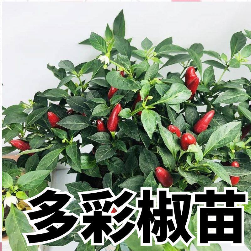 多彩椒秧苗四季正宗高产辣椒苗