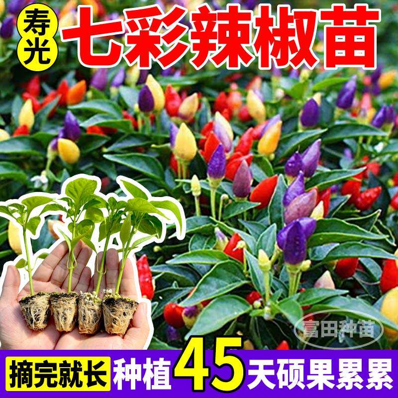阳台七彩辣椒苗秧观赏食用
