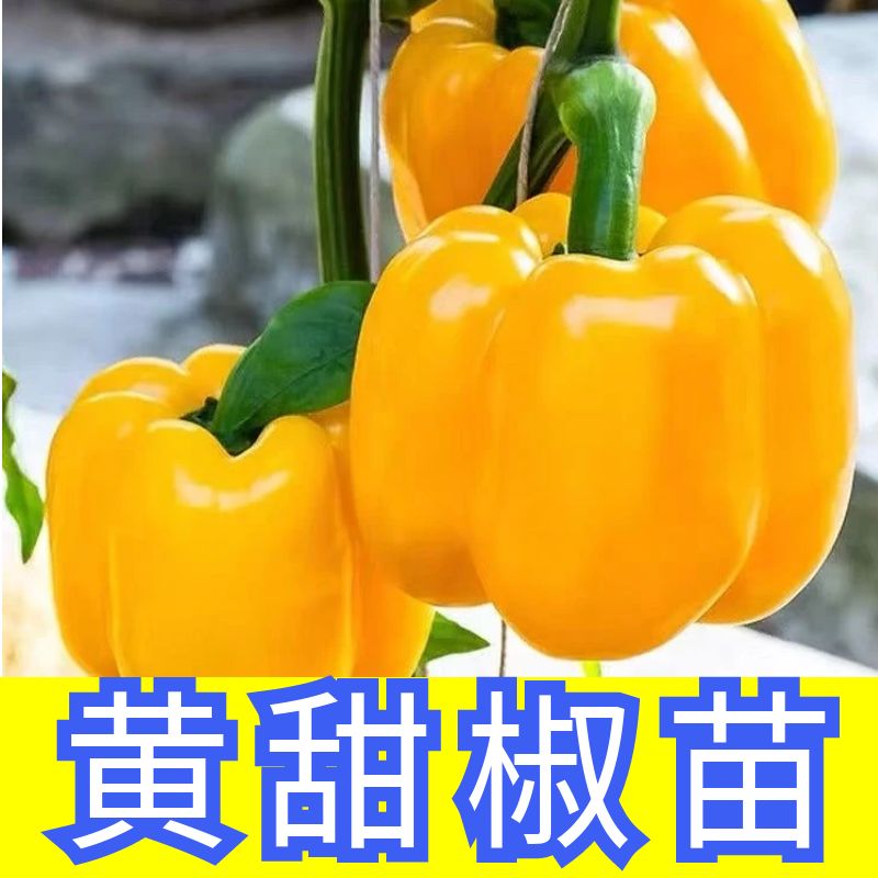 黄甜椒秧苗辣椒苗四季盆栽阳台