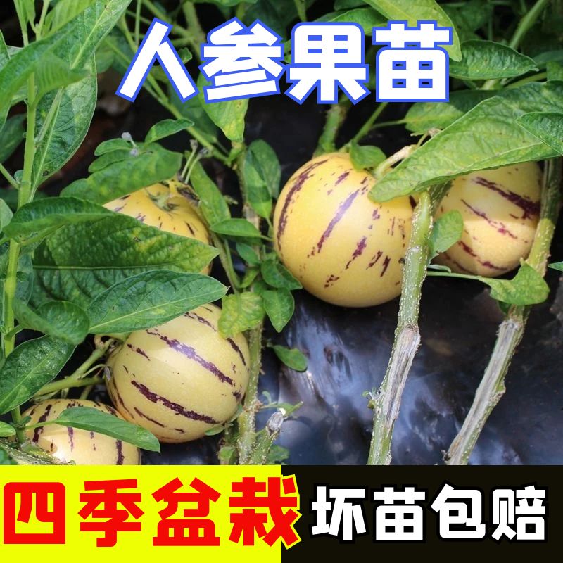 正宗人参果秧苗四季高产正宗
