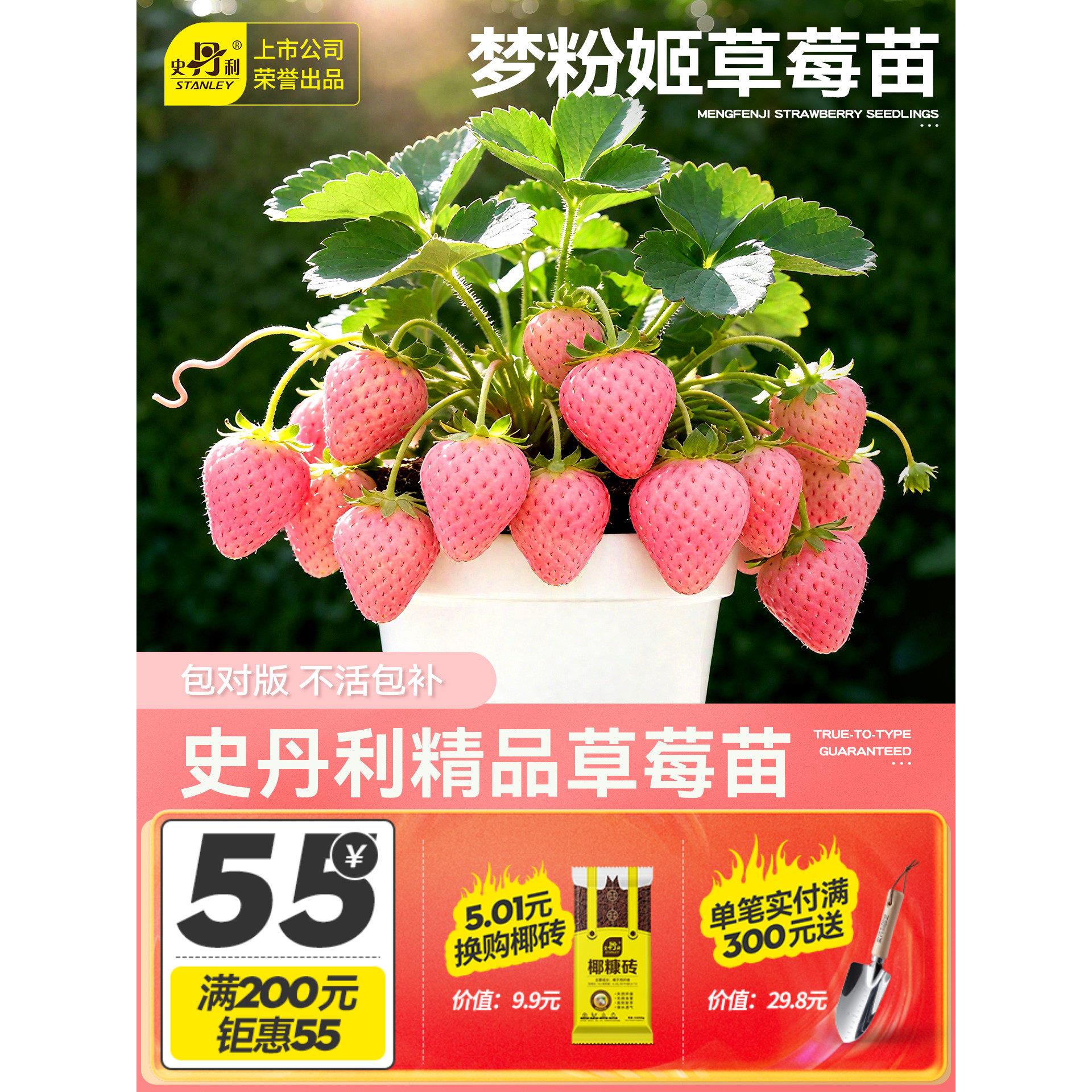史丹利梦粉姬草莓苗盆栽优