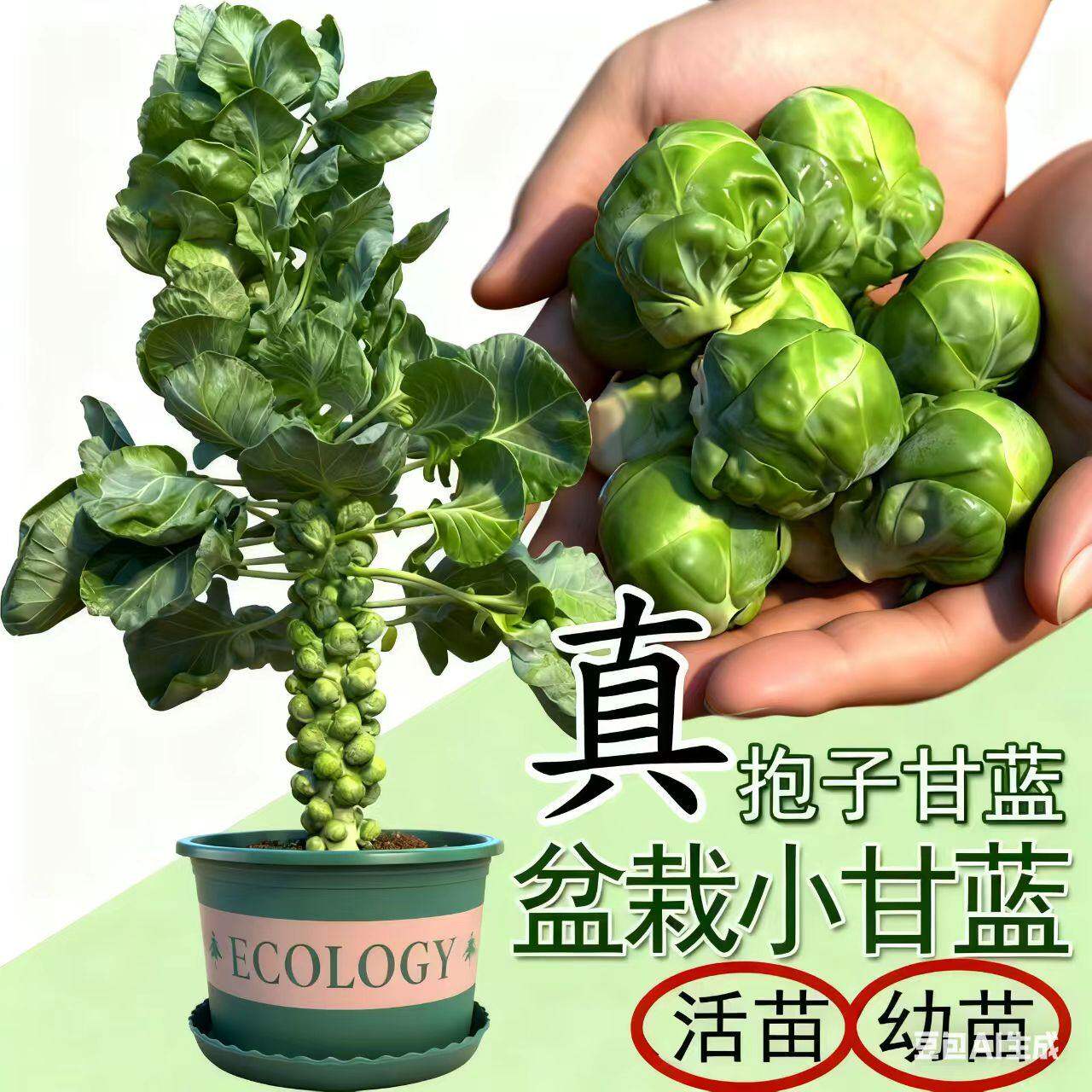 蔬菜皇后孢子抱甘蓝秧苗幼