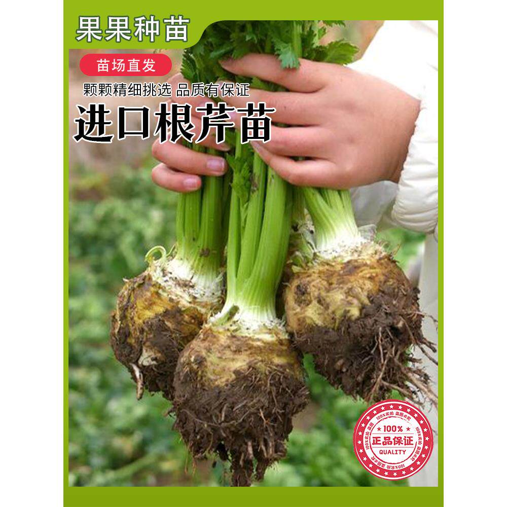 四季根芹菜苗秧种子寿光小