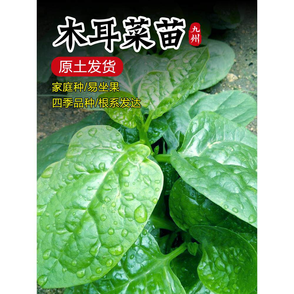 四季大叶木耳菜苗特肉厚圆
