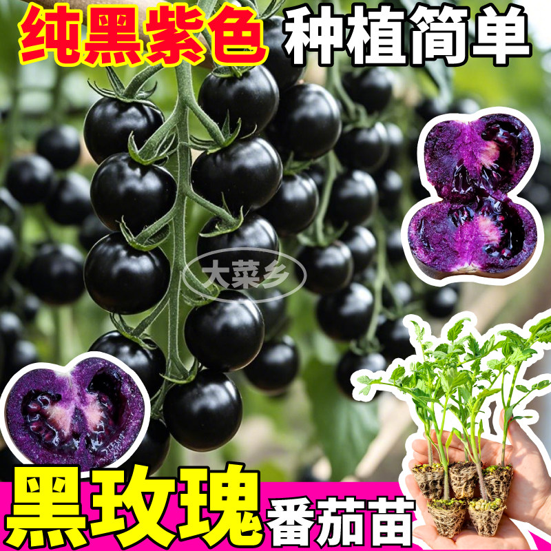 山东寿光黑玫瑰番茄苗秧清