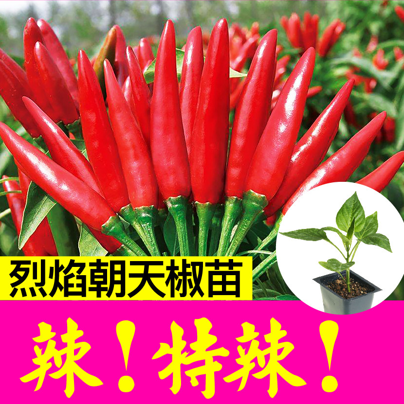 高产烈焰朝天椒苗秧带土球