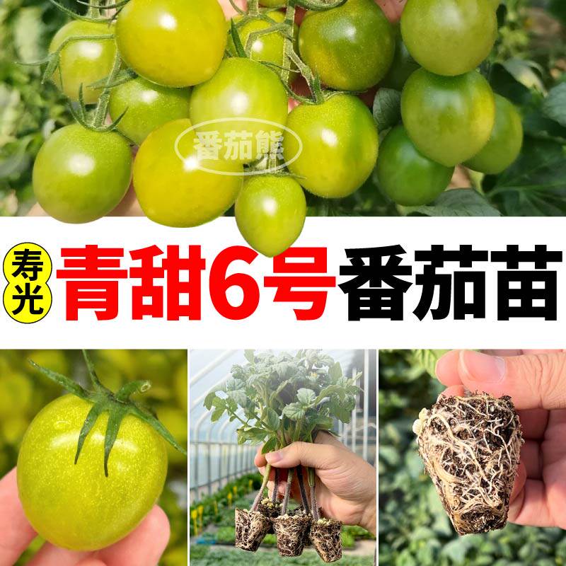 青甜6号番茄苗秧串收绿宝