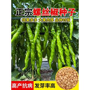 螺丝椒种子种籽苗辣椒盆栽菜苗蔬菜秧幼苗海椒秧苗正宗薄皮孑