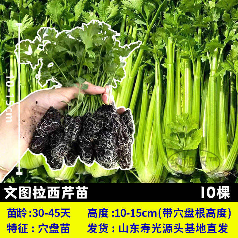 文图拉西芹苗幼秧子菜正宗