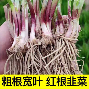 宽叶红根韭菜根带土苗紫根盆栽根儿根苗菲菜韮菜秧苗 韮菜根