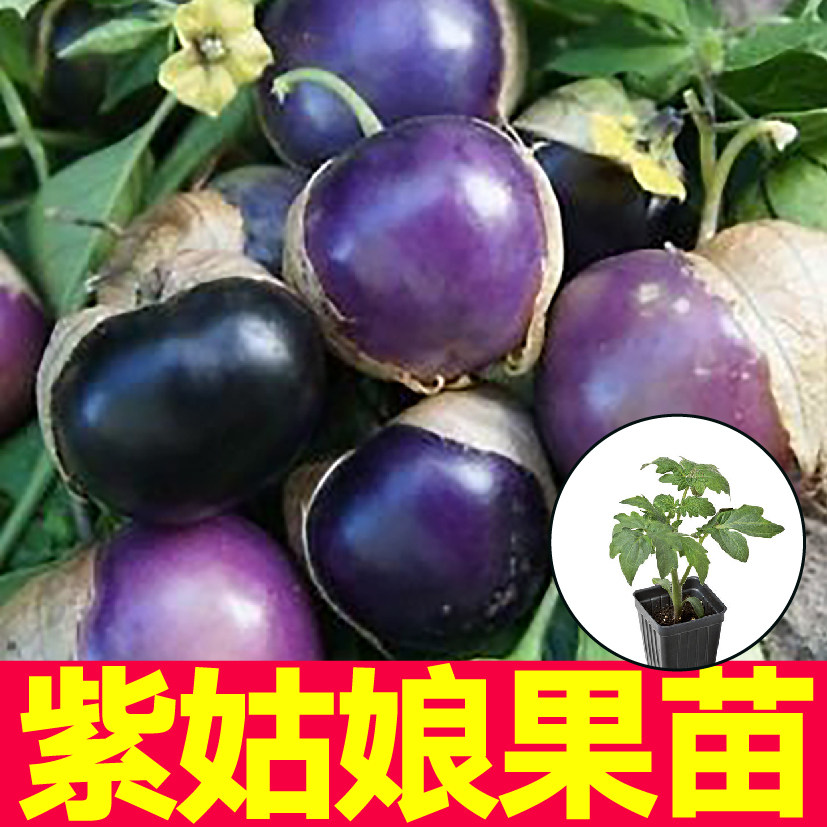 东北紫姑娘果苗秧带土球四季春秋盆栽大果黄毛酸浆姑娘果种子籽