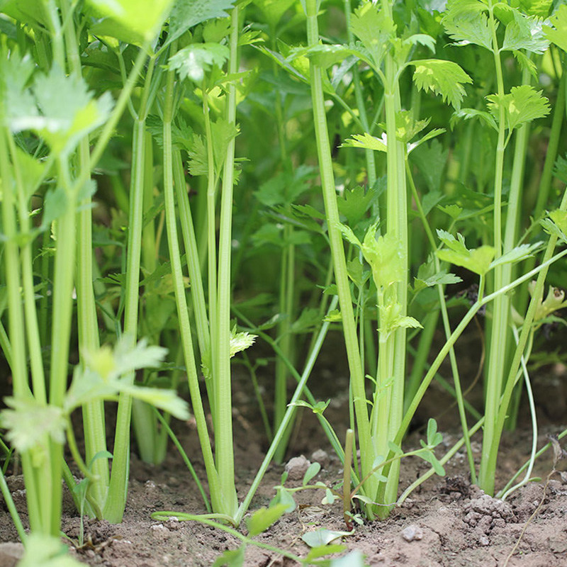 四季小香芹种籽秧苗菜西子
