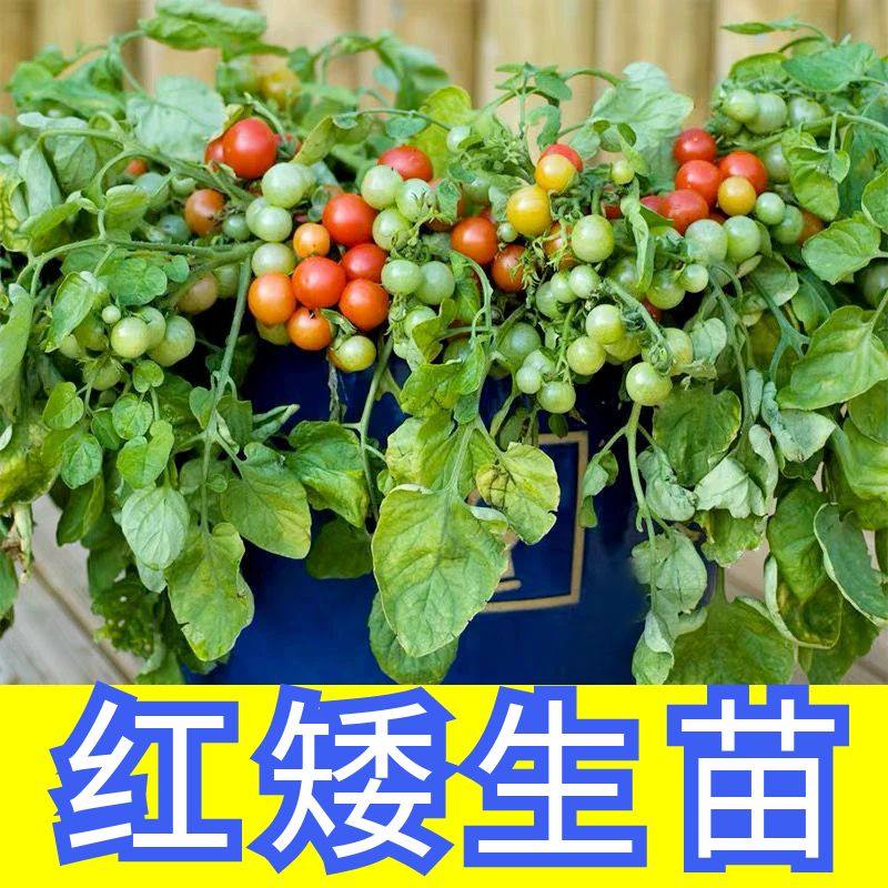 瀑布小番茄苗籽子大全矮生