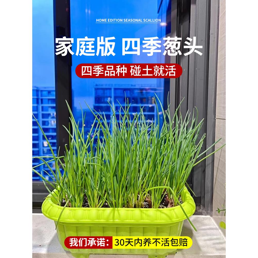 香葱头种子盆栽阳台四季小