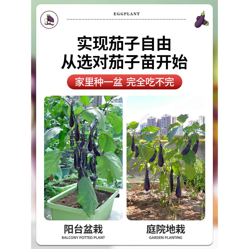 四季嫁接茄子苗黑紫红长茄圆茄蔬菜苗辣椒苗秧苗带土本地嫁接茄瓜
