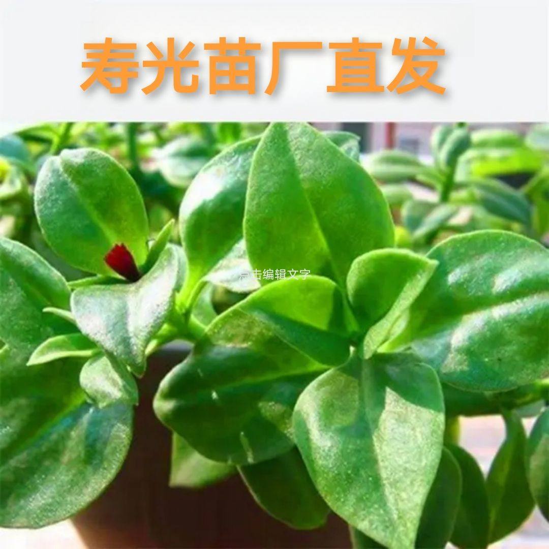 田七苗秧可食用穿心莲牡丹