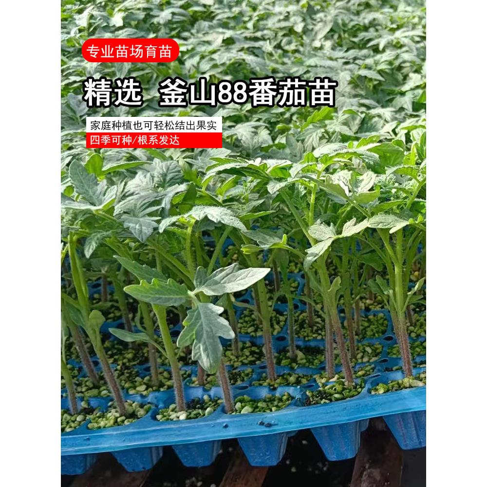 釜山88樱桃小番茄种苗超甜