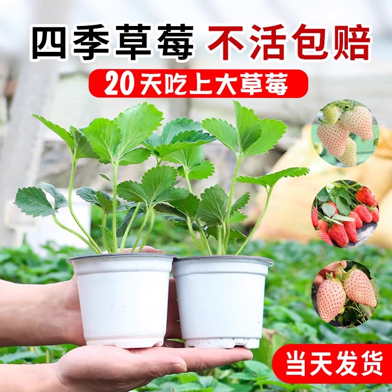奶油草莓苗盆栽四季结果原