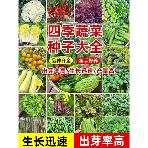 四季高产蔬菜种子番茄黄瓜