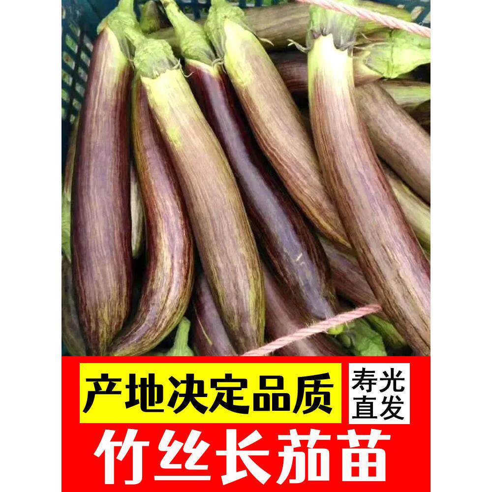 竹丝长茄苗子种嫁接四季秧
