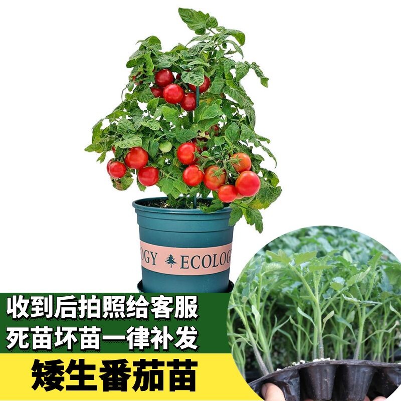 矮生番茄苗秧盆栽小树带果