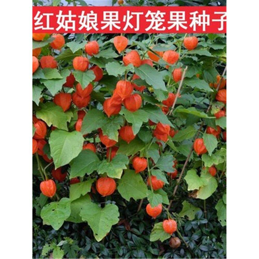 东北姑娘果灯笼种子籽红