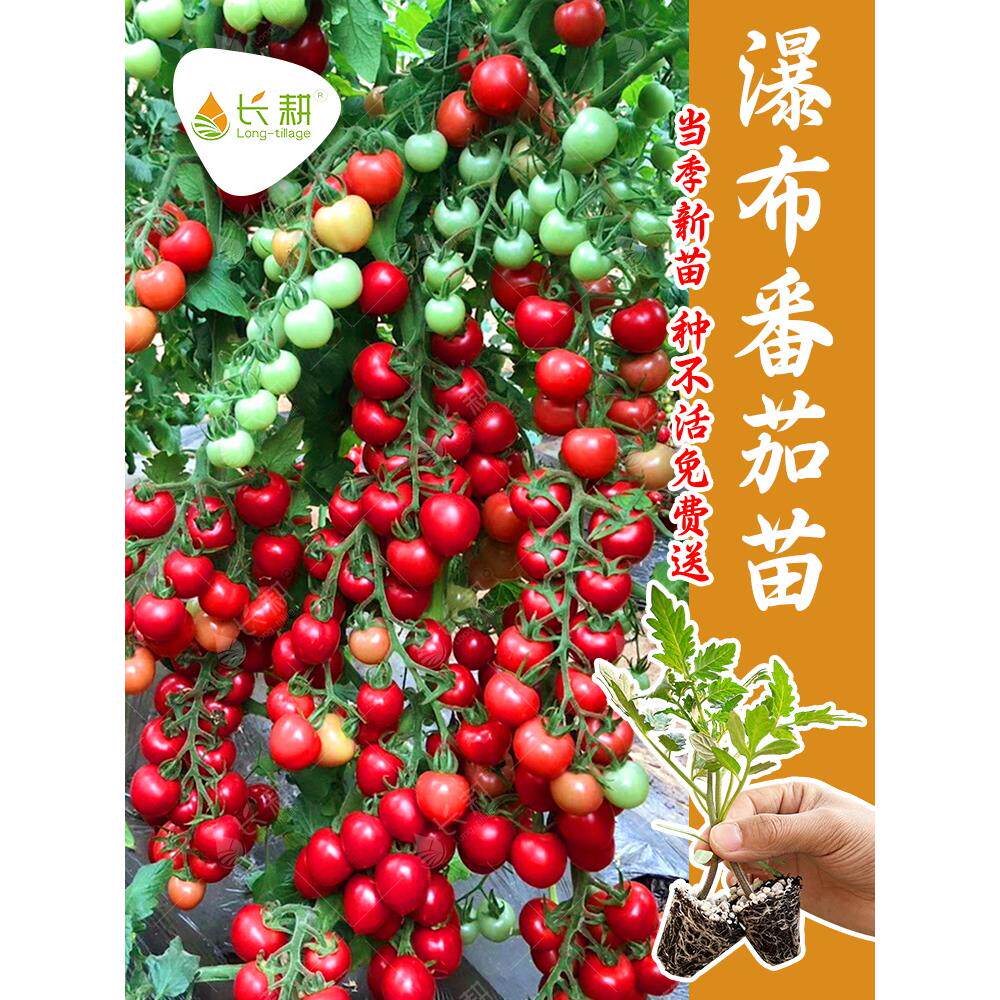 超甜瀑布番茄种苗串收小樱