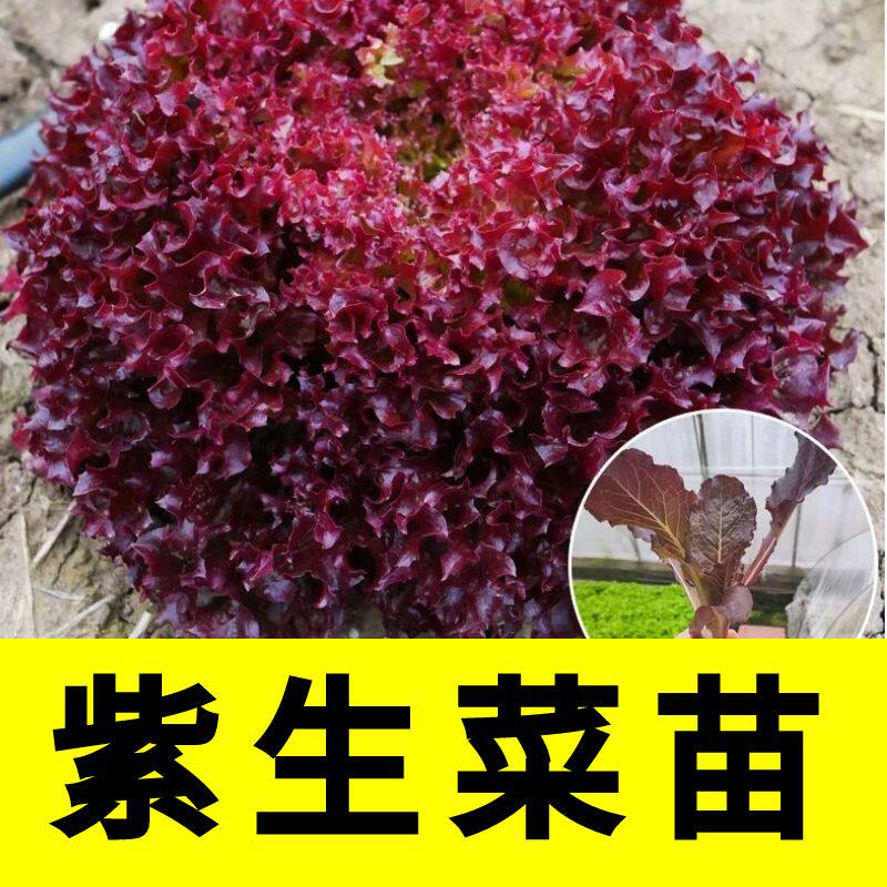 正宗紫生菜秧苗苗子四季蔬菜秧苗
