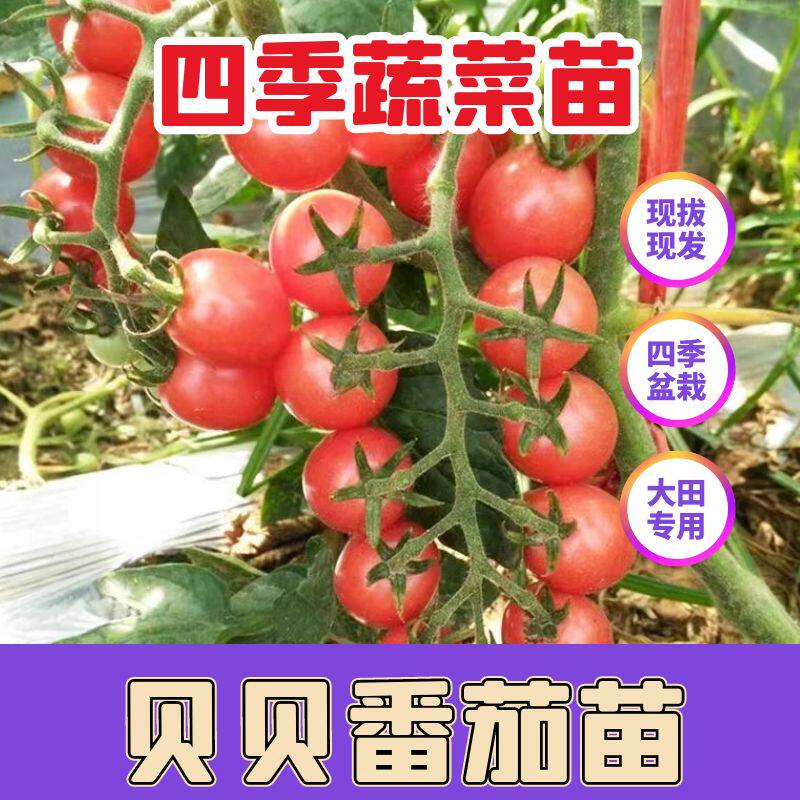高产贝贝番茄秧苗四季正宗高产苗