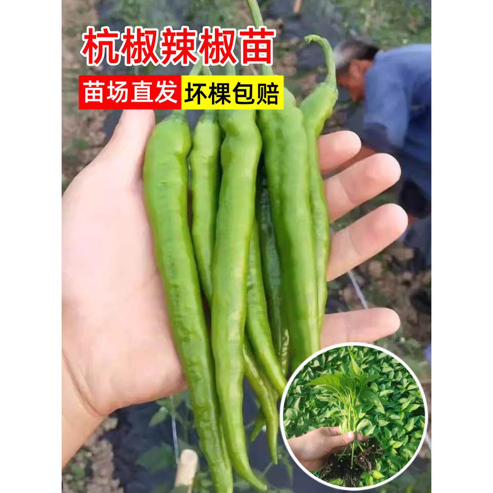 正宗杭椒苗一号不辣青尖薄