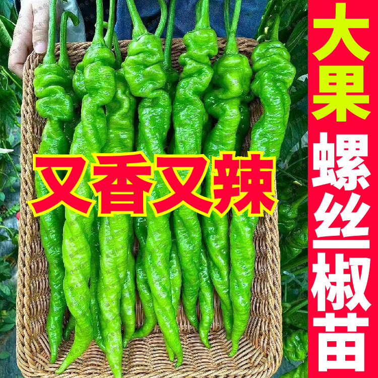 又香辣大果螺丝椒秧苗带土