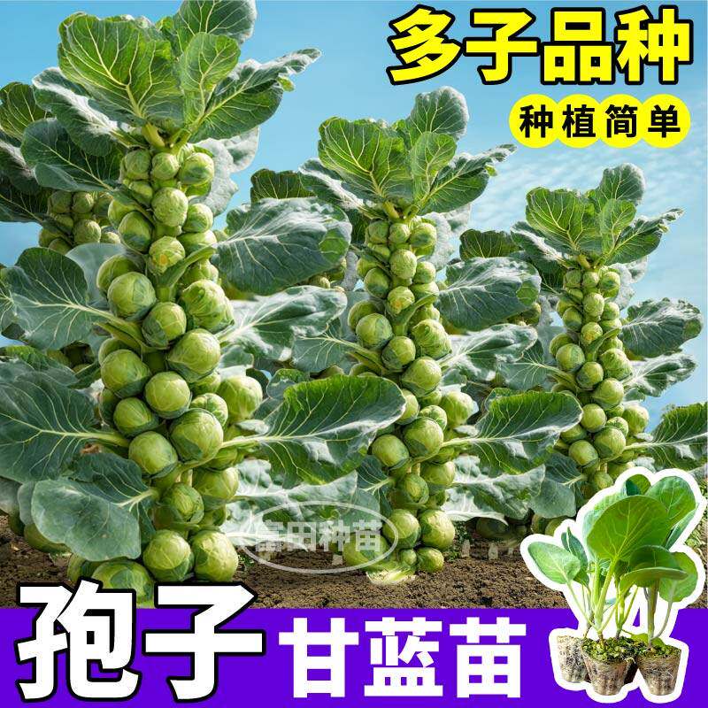 山东寿光孢子甘蓝苗四季高